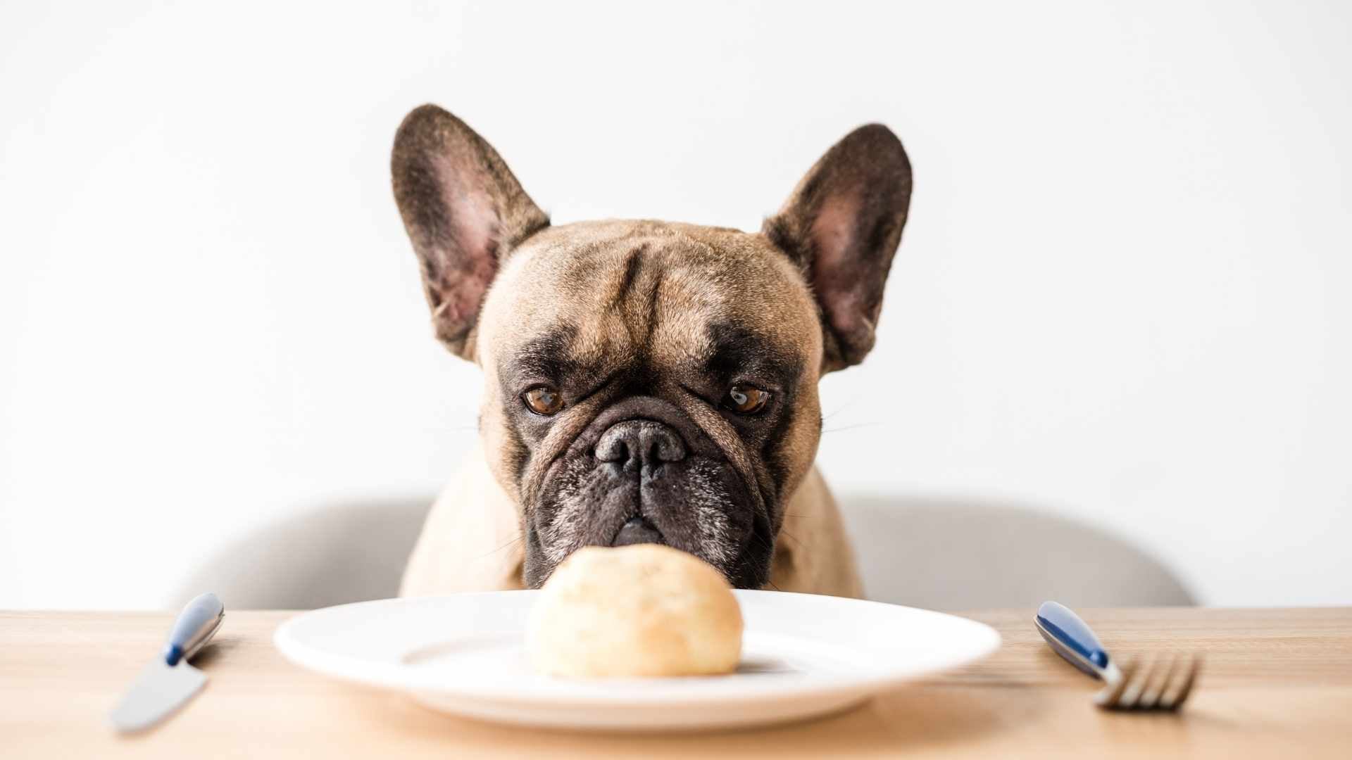 los perros pueden comer gluten
